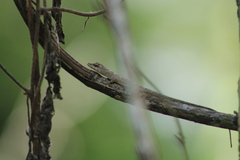 Anolis ustus