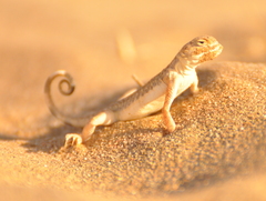 Phrynocephalus interscapularis