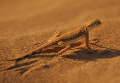 Phrynocephalus interscapularis