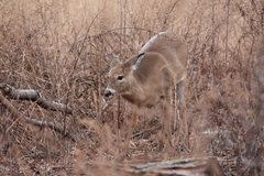 Odocoileus virginianus