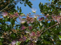 Capparis zeylanica