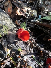 Sarcoscypha austriaca