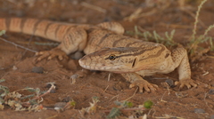 Varanus griseus caspius