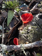 Sarcoscypha austriaca