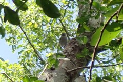 Polioptila albiloris