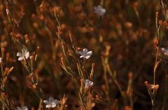 Acantholimon