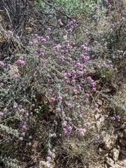 Dalea pulchra