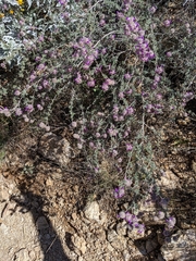 Dalea pulchra
