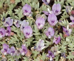 Astragalus kentrophyta tegetarius