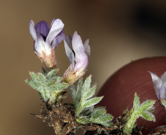 Astragalus kentrophyta tegetarius