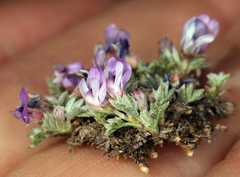 Astragalus kentrophyta tegetarius