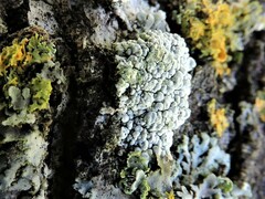 Lecanora carpinea