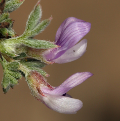 Astragalus kentrophyta tegetarius