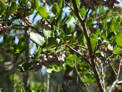 Azara integrifolia