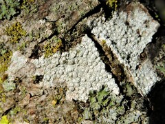 Lecanora carpinea