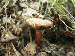 Xerocomellus chrysenteron