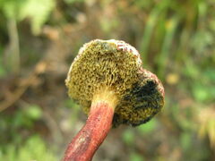 Xerocomellus chrysenteron