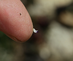 Astragalus kentrophyta tegetarius