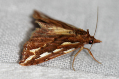 Meyrickella torquesauria