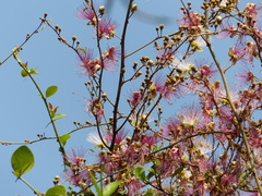 Capparis zeylanica
