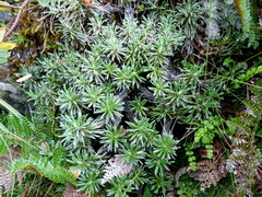 Celmisia laricifolia