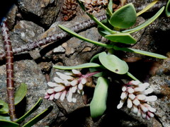 Veronica albicans