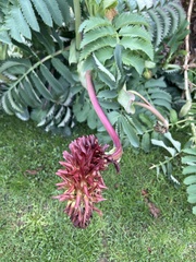 Melianthus