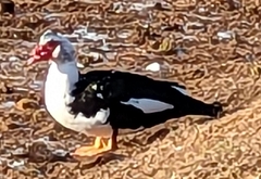 Cairina moschata domestica