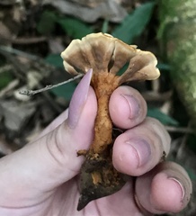 Stipitochaete