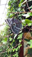 Morpho helenor