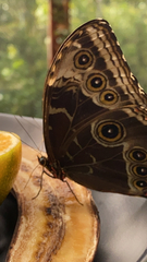 Morpho helenor
