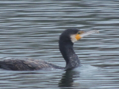 Phalacrocorax carbo