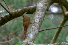 Lepidocolaptes affinis