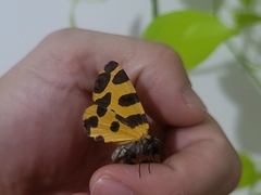 Pantherodes