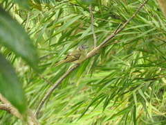 Leptopogon superciliaris