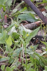 Ranunculus inamoenus inamoenus