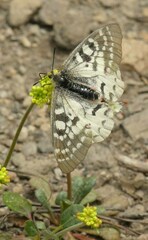 Parnassius clodius