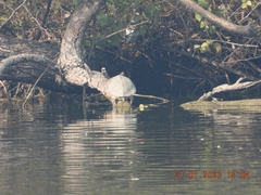 Melanochelys trijuga