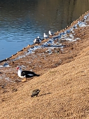 Cairina moschata domestica