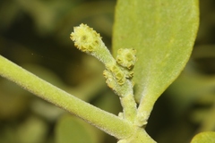 Phoradendron villosum