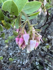 Arctostaphylos montaraensis
