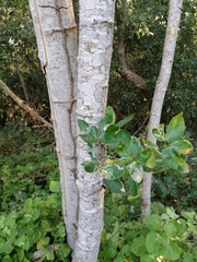 Pithecellobium lanceolatum