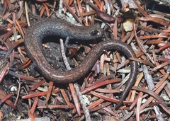 Batrachoseps gabrieli