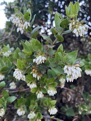 Arctostaphylos montaraensis