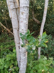 Pithecellobium lanceolatum