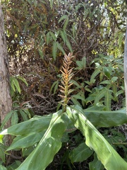 Hedychium