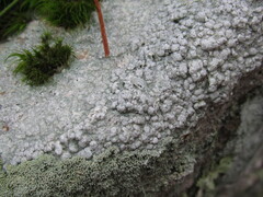 Pertusaria plittiana