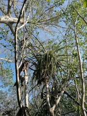 Tillandsia huamelulaensis