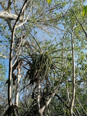 Tillandsia huamelulaensis