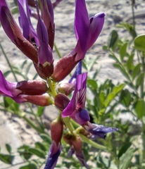 Astragalus crotalariae